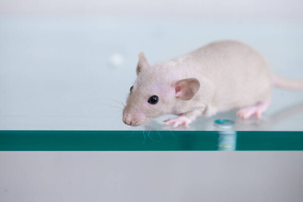 Rats eat up stocks. In search of food. Pests