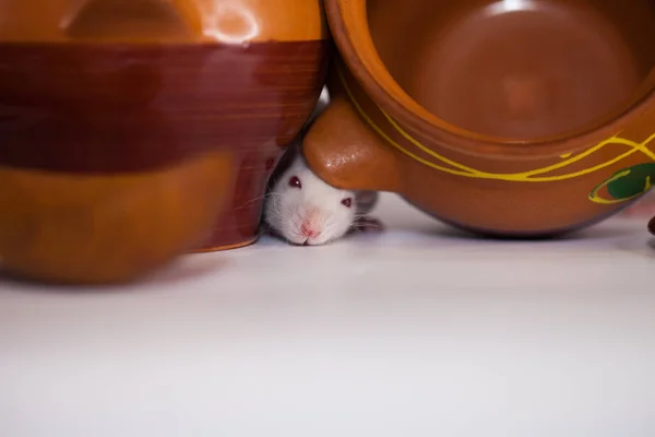 Миші Маленькі Милі Серед Їжі Інфекційні Працівники — стокове фото