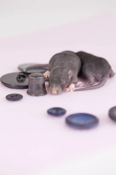 Маленькие Симпатичные Мыши Среди Кнопок Белом Фоне — стоковое фото