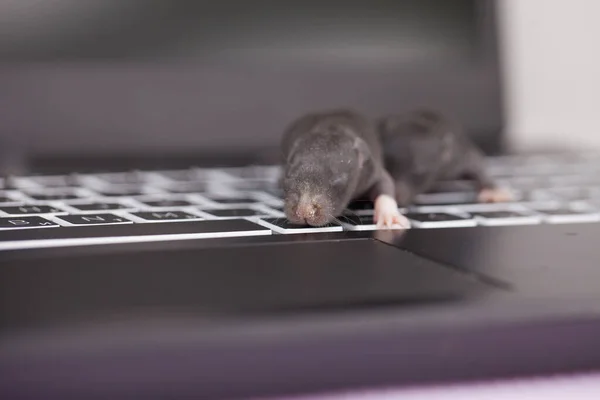 Hacker Und Computerhacking Konzept Kleine Dunkle Mäuse Auf Gadgets Tastatur — Stockfoto