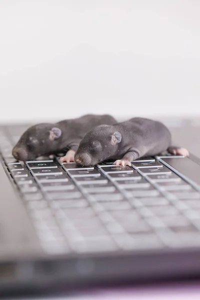 Hacker Und Computerhacking Konzept Kleine Dunkle Mäuse Auf Gadgets Tastatur — Stockfoto