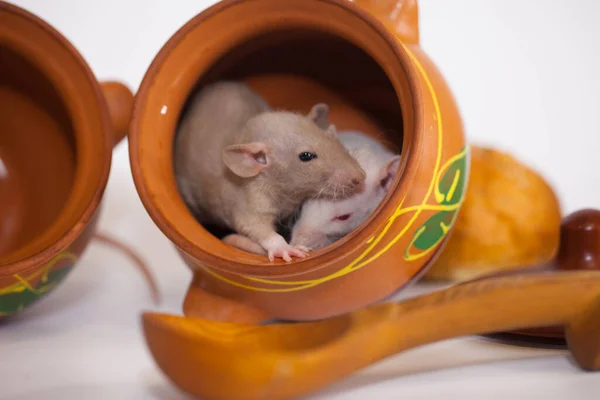 マウスは 食品器具の中で小さく かわいいです 感染労働者 — ストック写真