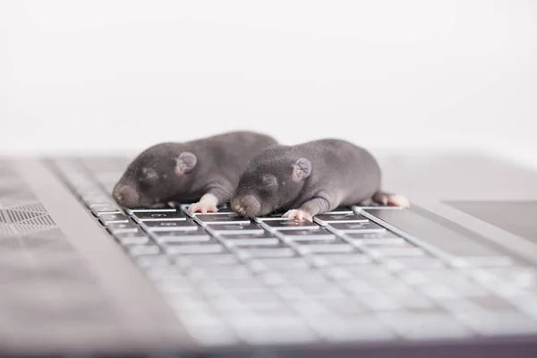 ハッカーとコンピュータハッキングの概念 ガジェットの小さな暗いマウス キーボードとタッチスクリーン — ストック写真