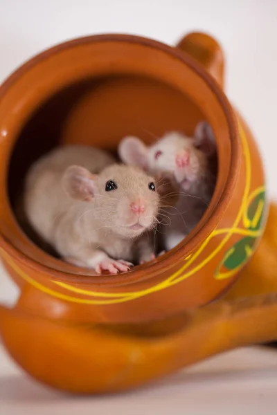 Ποντίκια Είναι Μικρά Και Χαριτωμένα Ανάμεσα Στα Μαγειρικά Σκεύη Εργάτες — Φωτογραφία Αρχείου