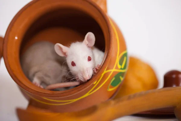 Topi Sono Piccoli Carini Tra Gli Utensili Cucina Lavoratori Infetti — Foto Stock