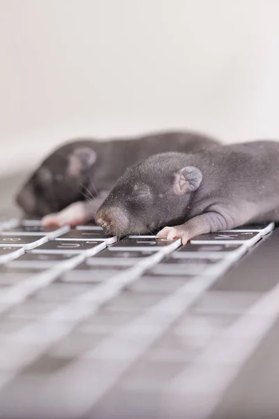 Hacker Und Computerhacking Konzept Kleine Dunkle Mäuse Auf Gadgets Tastatur — Stockfoto