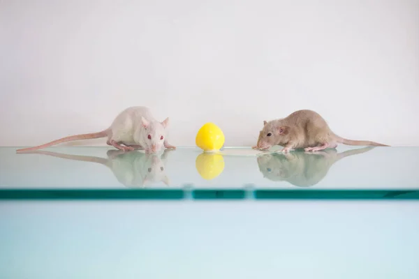 制造一种疫苗 大鼠实验 — 图库照片