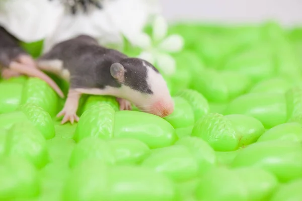 Крысёныш Зелёной Лужайке Симпатичная Мышь — стоковое фото