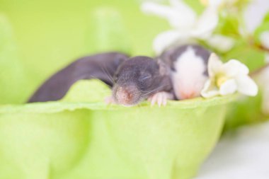 Merhaba yaz, çiçekler arasındaki küçük şirin fareler parlak yeşil bir arka planda