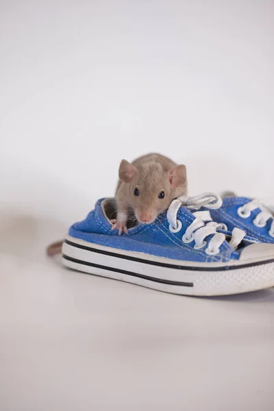 Self isolation concept sit at home. Little mice sit in sneakers. Fun pastime.