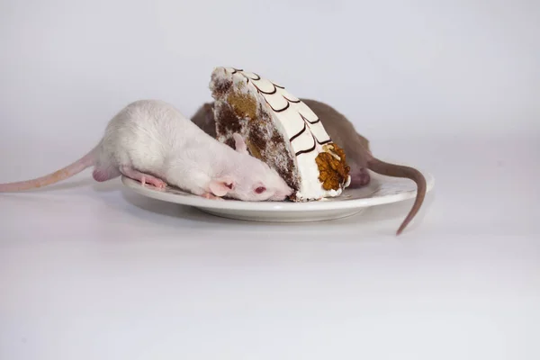 Food Quarantined Concept Sit Home Fun Pastime Rat Huge Piece — Stock Photo, Image