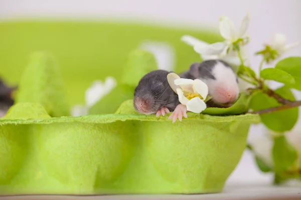 Ahoj Léto Roztomilé Myšky Mezi Květinami Jasně Zeleném Pozadí — Stock fotografie