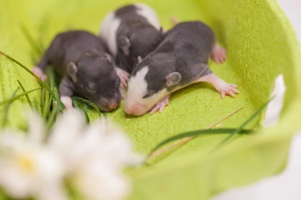 Bonjour Été Petites Souris Mignonnes Parmi Les Fleurs Sur Fond — Photo