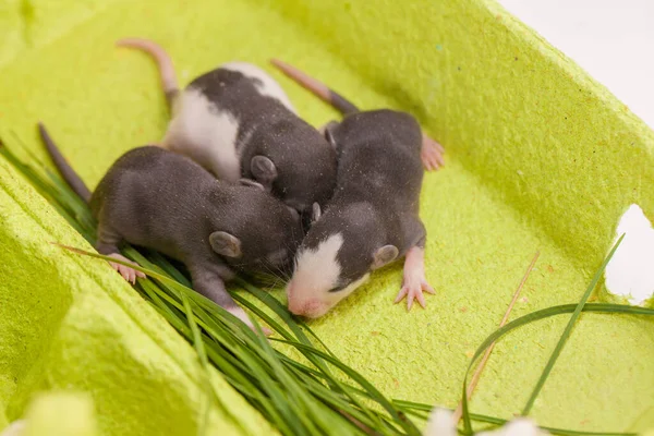 Hallo Zomer Kleine Schattige Muizen Tussen Bloemen Een Heldergroene Achtergrond — Stockfoto