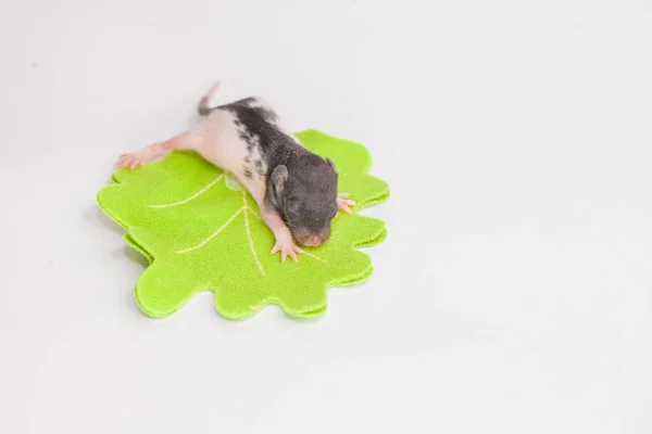 Hallo Zomer Kleine Schattige Muizen Tussen Bloemen Een Heldergroene Achtergrond — Stockfoto