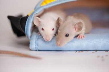 Çocuklar fareler beyaz arka planda bir çantada saklanıyorlar. Virüsten kendini soyutlama. Salgın Önleme