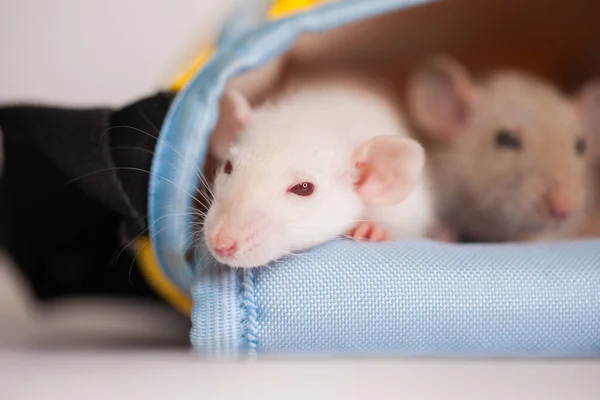 Des Enfants Rats Cachent Dans Sac Sur Fond Blanc Auto — Photo