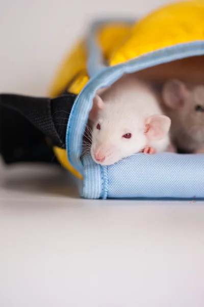 Crianças Ratos Estão Escondidos Saco Fundo Branco Auto Isolamento Vírus — Fotografia de Stock