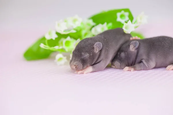 Small and cute mice on a white background. Among the beautiful flowers