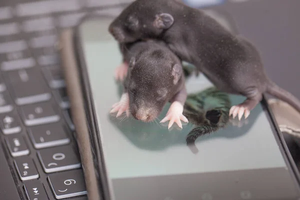 Hacker Conceito Hacking Computador Pequenos Ratos Escuros Aparelhos Teclado Tela — Fotografia de Stock