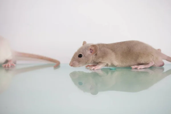 Création Vaccin Expériences Laboratoire Sur Des Rats — Photo