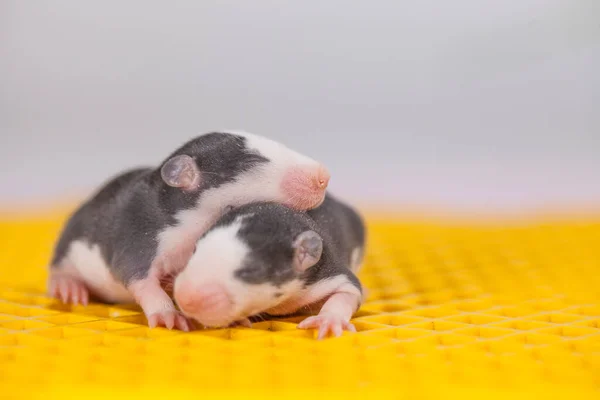 Rato Miúdo Num Enorme Pedaço Queijo Com Sabor Tratamento Roedores — Fotografia de Stock