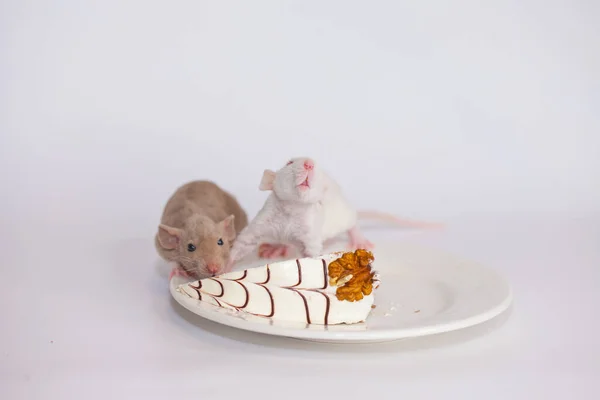 食糧隔離された概念は家に坐る 楽しい娯楽だ ネズミとケーキの巨大な作品 — ストック写真