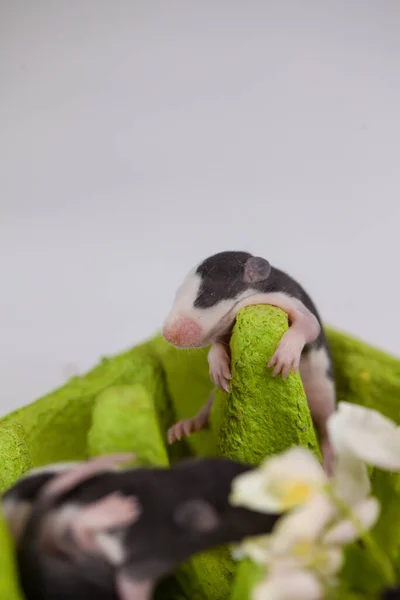 Bonjour Été Petites Souris Mignonnes Parmi Les Fleurs Sur Fond — Photo