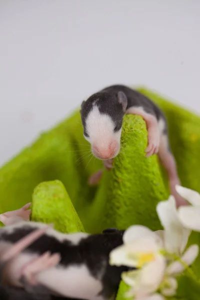 Bonjour Été Petites Souris Mignonnes Parmi Les Fleurs Sur Fond — Photo