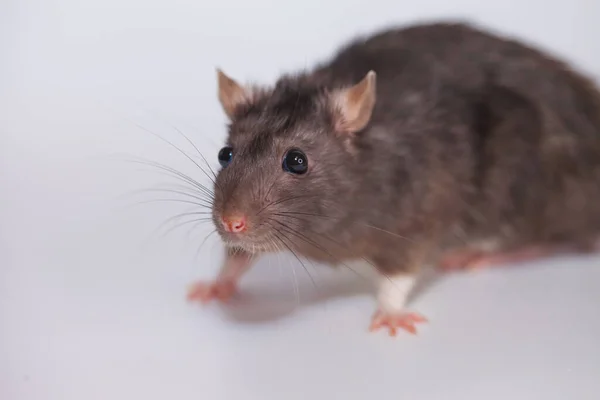 Creation Vaccine Laboratory Experiments Rats — Stock Photo, Image