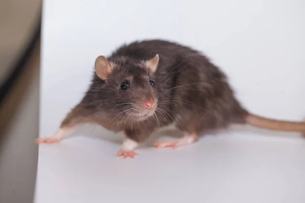 Création Vaccin Expériences Laboratoire Sur Des Rats — Photo