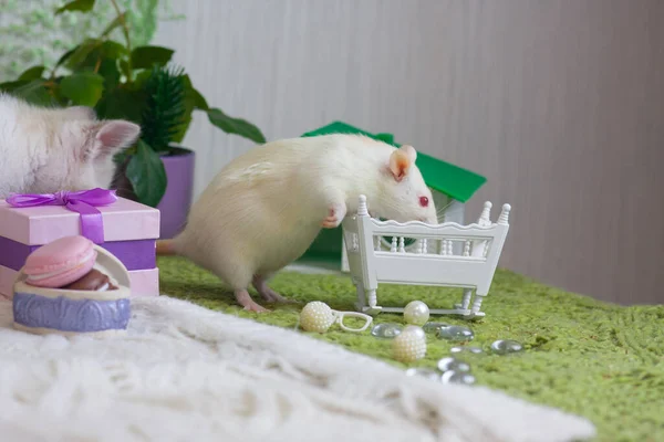 Food Quarantined Concept Sit Home Fun Pastime — Stock Photo, Image