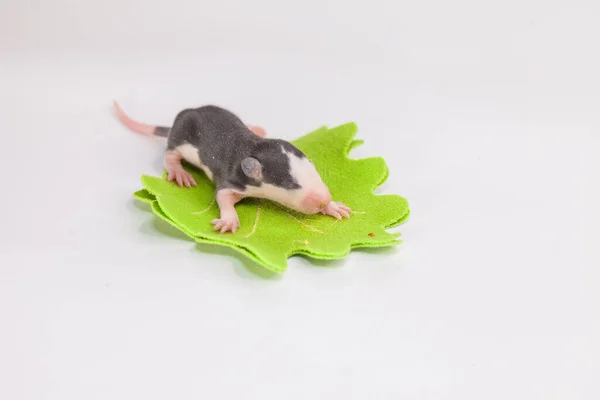 Hallo Sommer Kleine Süße Mäuse Zwischen Blumen Auf Leuchtend Grünem — Stockfoto