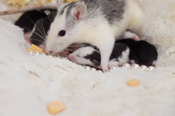 Guten Morgen und gute Laune. Mama Maus und ihre Jungen. Klein und niedlich. — Stockfoto