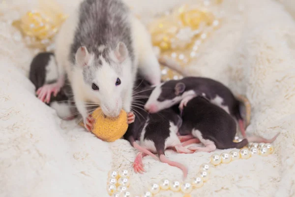Good morning and good mood. Mom mouse and her cubs. Small and cute.