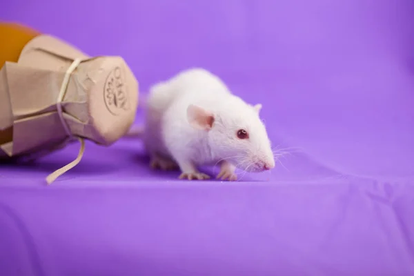 Råttor på en lila bakgrund. — Stockfoto
