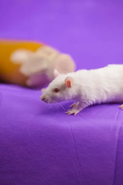 Rats on a purple background. — Stock Photo, Image