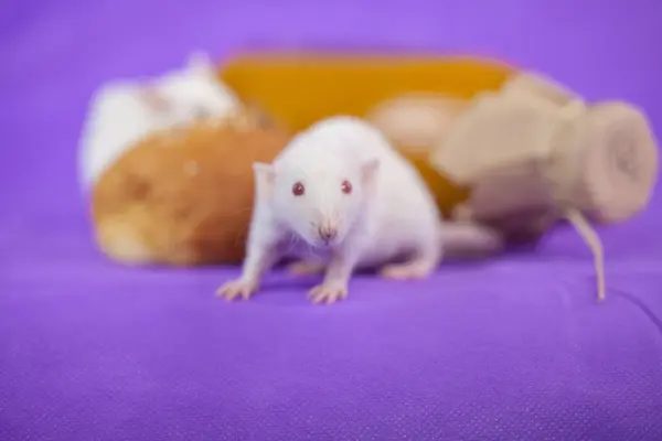 Rats sur un fond violet . — Photo