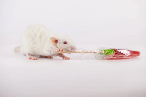 Witte rat op een witte achtergrond met een zoete — Stockfoto