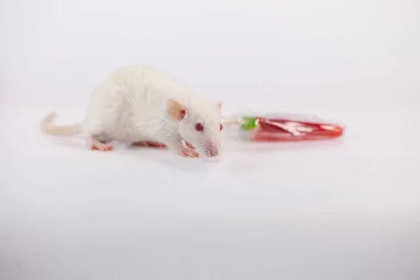 Vit råtta på en vit bakgrund med en söt — Stockfoto