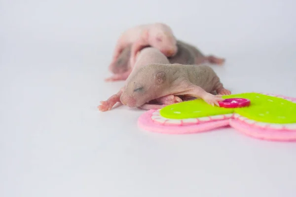 Baby Rat Štěňata Bílém Pozadí Barva Srdce — Stock fotografie