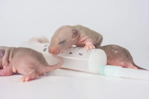 Expériences Animales Petits Rats Chiots Seringue — Photo