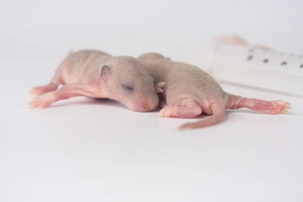 Expériences Animales Petits Rats Chiots Seringue — Photo