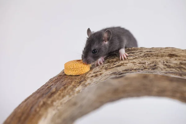 Rato Com Queijo Sobre Fundo Branco — Fotografia de Stock