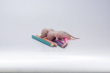 İyi günler ve iyi günler. Beyaz arka planda renkli kalemleri olan sevimli bir fare.