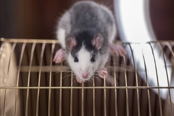 Auto Isolement Concept Pandémique Une Créature Vivante Dans Une Cage — Photo