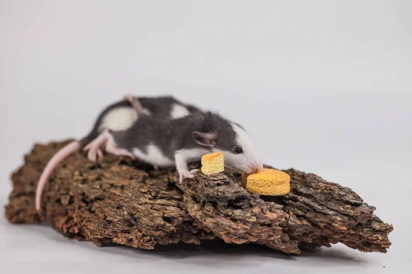 Bom Dia Bom Humor Rato Bonito Com Uma Fatia Queijo — Fotografia de Stock