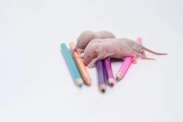 Buen Día Buen Humor Lindo Ratón Con Lápices Colores Sobre — Foto de Stock