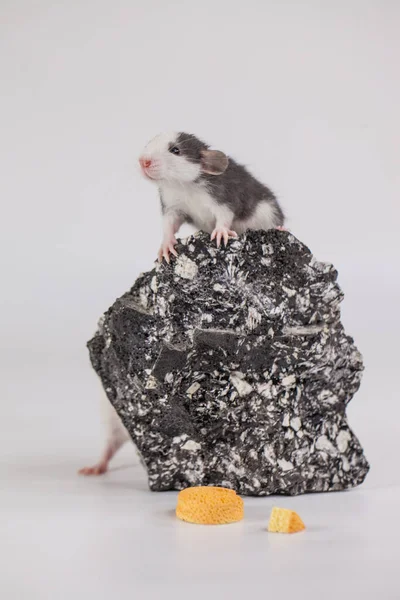 Bom Dia Bom Humor Rato Bonito Com Queijo Montar Uma — Fotografia de Stock