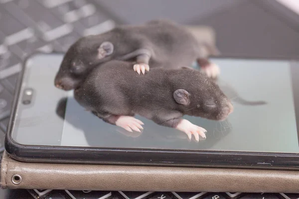 ハッカーとコンピュータハッキングの概念 ガジェットの小さな暗いマウス キーボードとタッチスクリーン — ストック写真